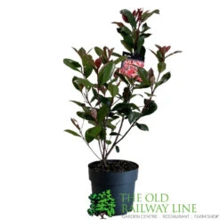 Photinia Fraseri 'Carré Rouge' 2Ltr Pot (NL) -Outdoor Gardening Shop 0000000398517