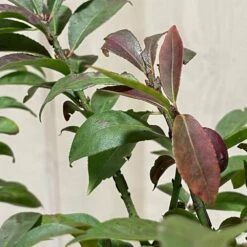 Euonymus Alatus 'Compactus' Plant 4Ltr Pot (NL) 5 Euonymus Alatus 'Compactus' Plant 4Ltr Pot (NL) -Outdoor Gardening Shop 00000275 3