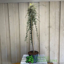 Cotoneaster 'Juliette' 80cm Tall (NL) -Outdoor Gardening Shop 00000625 2