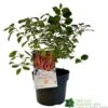 Cornus 'Midwinter Fire' Plant 3Ltr Pot (NL)
