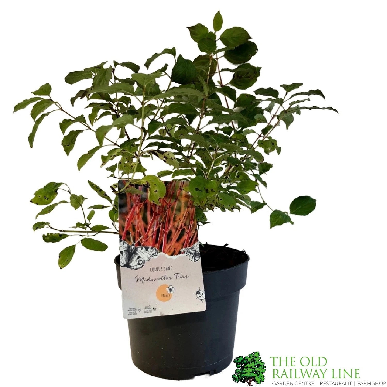 Cornus 'Midwinter Fire' Plant 3Ltr Pot (NL) 1 Cornus 'Midwinter Fire' Plant 3Ltr Pot (NL)
