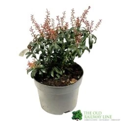 Pieris 'Bonfire' Plant 2Ltr Pot