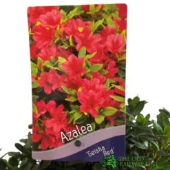 Azalea 'Geisha Red' Plant 3Ltr Pot (NL) -Outdoor Gardening Shop 00001652 2