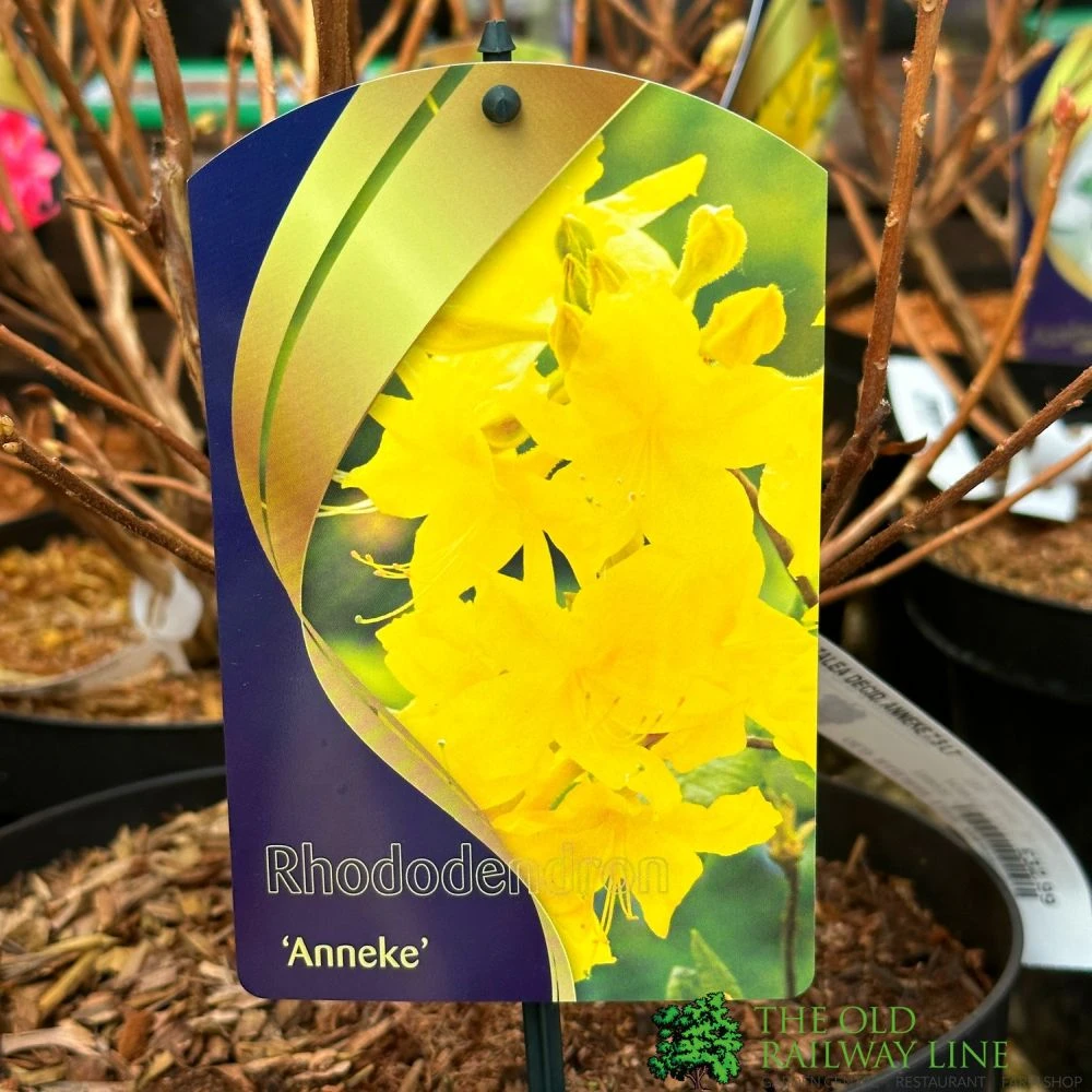 Rhododendron 'Anneke' 7.5Ltr Pot (NL) 1 Rhododendron 'Anneke' 7.5Ltr Pot (NL)