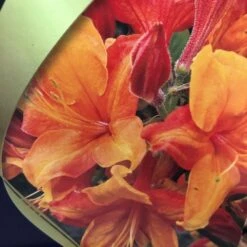 Azalea (Deciduous) 'Golden Eagle' 7.5Ltr Pot (NL) 6 Azalea (Deciduous) 'Golden Eagle' 7.5Ltr Pot (NL) -Outdoor Gardening Shop 00002759 2