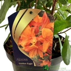 Azalea (Deciduous) 'Golden Eagle' 7.5Ltr Pot (NL) 7 Azalea (Deciduous) 'Golden Eagle' 7.5Ltr Pot (NL) -Outdoor Gardening Shop 00002759
