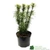 Cephalotaxus 'Korean Gold' Plum Yew Conifer 40cm Tall (NL)