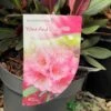 Rhododendron 'Wine & Roses' 3Ltr Pot (NL)