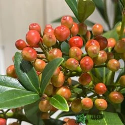 Skimmia Japonica 'Pabella' 4Ltr Pot (NL) -Outdoor Gardening Shop 00004158 3