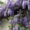 Wisteria Sinensis 'Prolific' Climber 7.5 Ltr Pot (NL)