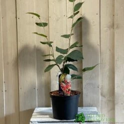 Hamamelis 'Ruby Glow' 5Ltr Pot (NL)