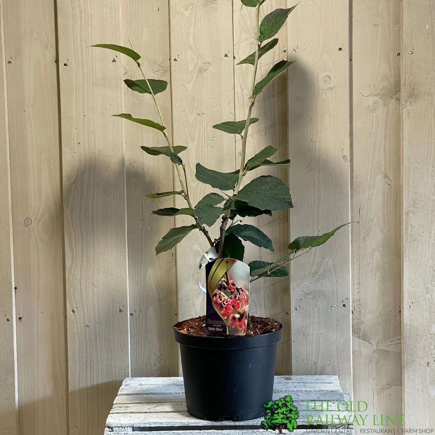 Hamamelis 'Ruby Glow' 5Ltr Pot (NL) 1 Hamamelis 'Ruby Glow' 5Ltr Pot (NL)