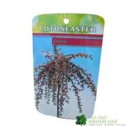 Cotoneaster 'Juliette' 80cm Tall (NL) -Outdoor Gardening Shop 30001111 1