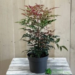 Nandina Domestica 'Obsessed' 2Ltr Pot (NL) -Outdoor Gardening Shop 30002508 2