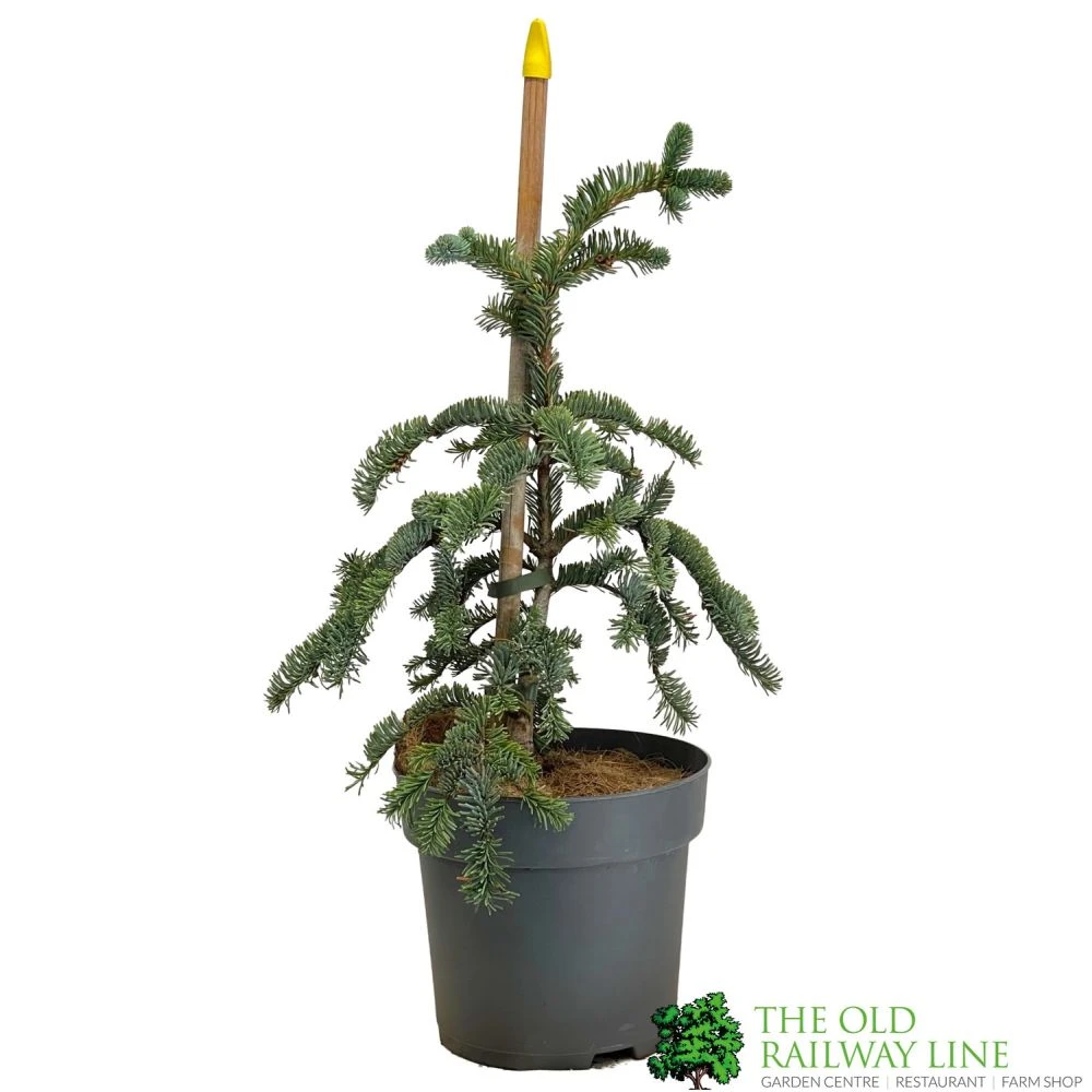 Abies 'Glauca' Noble Fir Conifer 3Ltr Pot (NL) 1 Abies 'Glauca' Noble Fir Conifer 3Ltr Pot (NL)