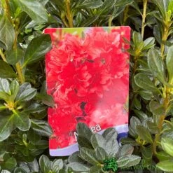 Azalea 'Geisha Orange' 3Ltr Pot (NL) -Outdoor Gardening Shop 30008869 5b9b6a4d 2eef 4de9 a7d5 74d146507ae8