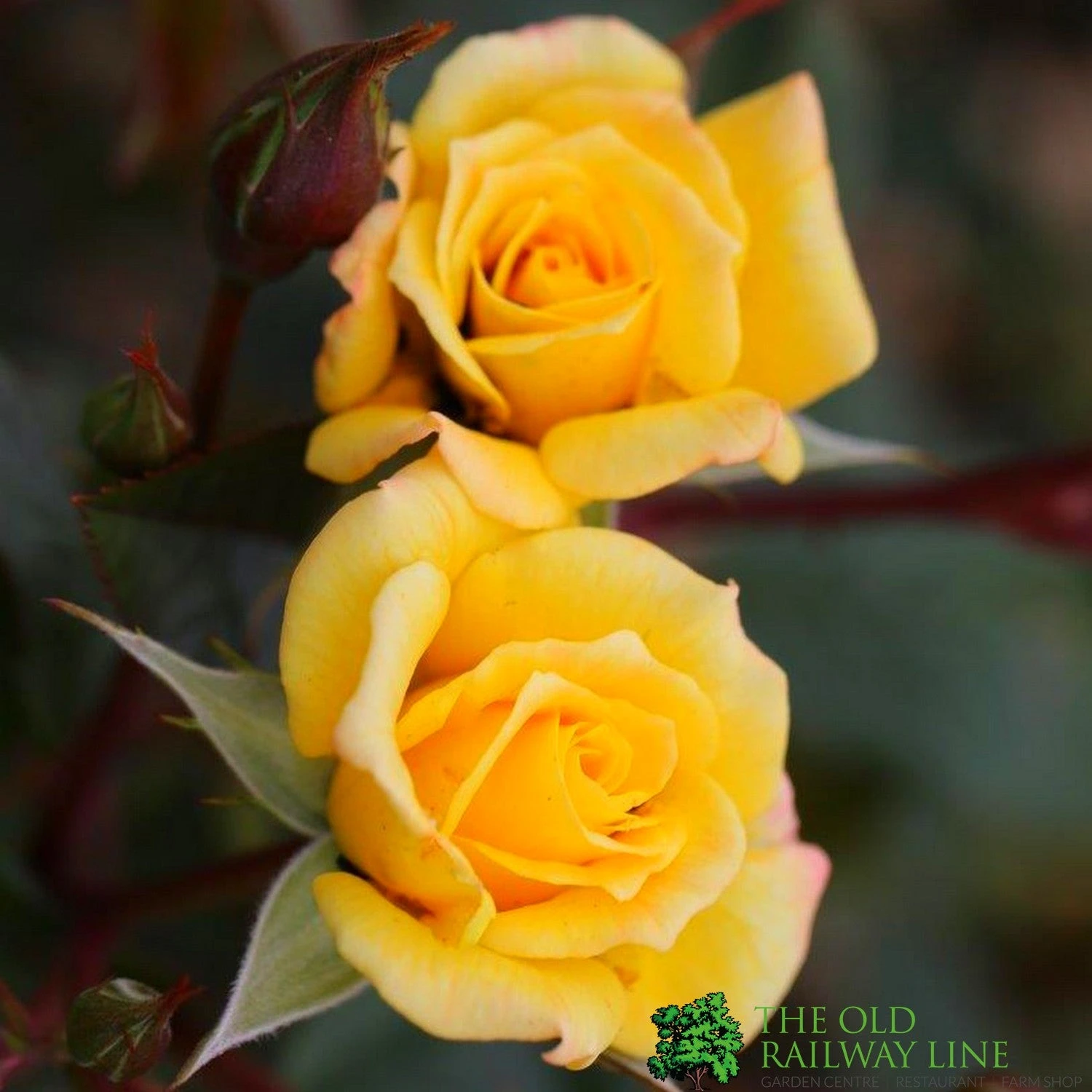 Whartons 'Laura Ford' Yellow Climbing Rose 4Ltr Pot 1 Whartons 'Laura Ford' Yellow Climbing Rose 4Ltr Pot