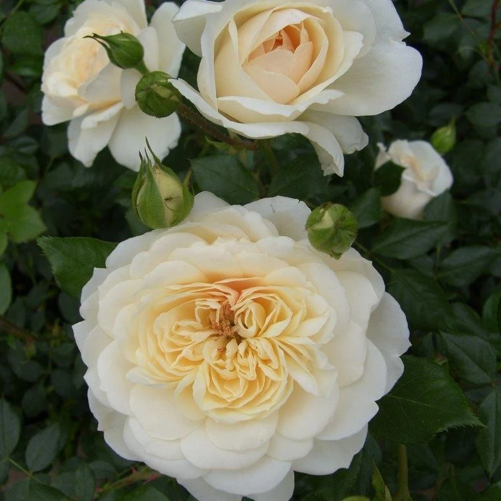Cream Shrub Rose 'Queens Jubilee' 4Ltr Pot 1 Cream Shrub Rose 'Queens Jubilee' 4Ltr Pot