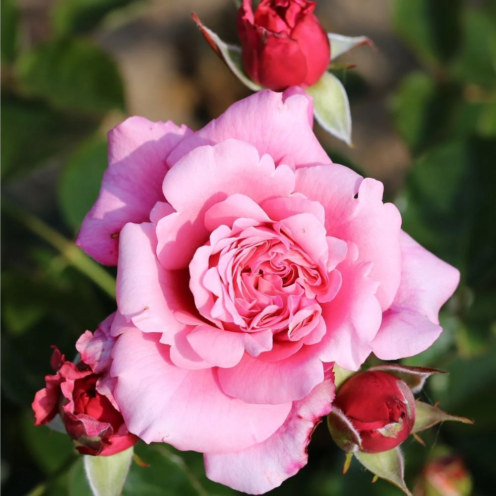 Whartons 'Timeless Pink' Bush Rose 4Ltr Pot 1 Whartons 'Timeless Pink' Bush Rose 4Ltr Pot