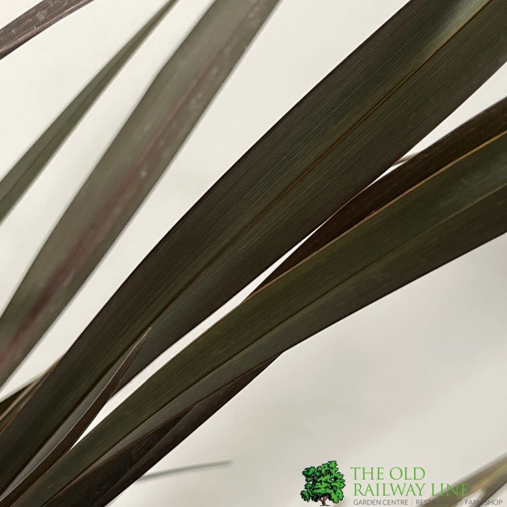 Phormium 'Platts Black' Flax 3Ltr Pot 2 Phormium 'Platts Black' Flax 3Ltr Pot - Image 2