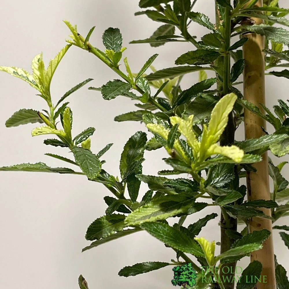 Ceanothus 'Lemon And Lime' Plant 3Ltr Pot 2 Ceanothus 'Lemon And Lime' Plant 3Ltr Pot - Image 2