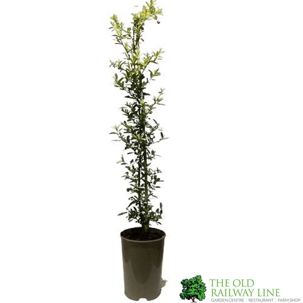 Ceanothus 'Lemon And Lime' Plant 3Ltr Pot 1 Ceanothus 'Lemon And Lime' Plant 3Ltr Pot