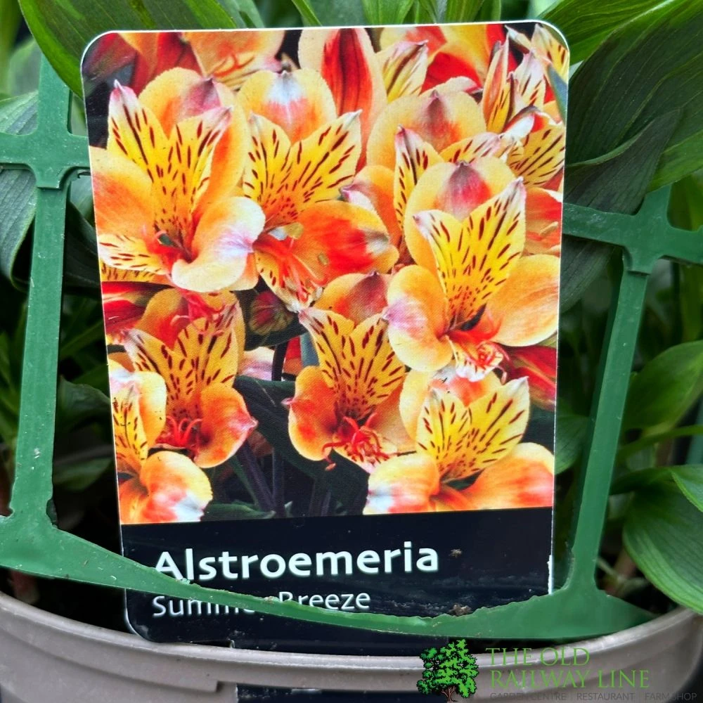 Alstroemeria 'Summer Breeze' Peruvian Lily 3Ltr Pot 1 Alstroemeria 'Summer Breeze' Peruvian Lily 3Ltr Pot