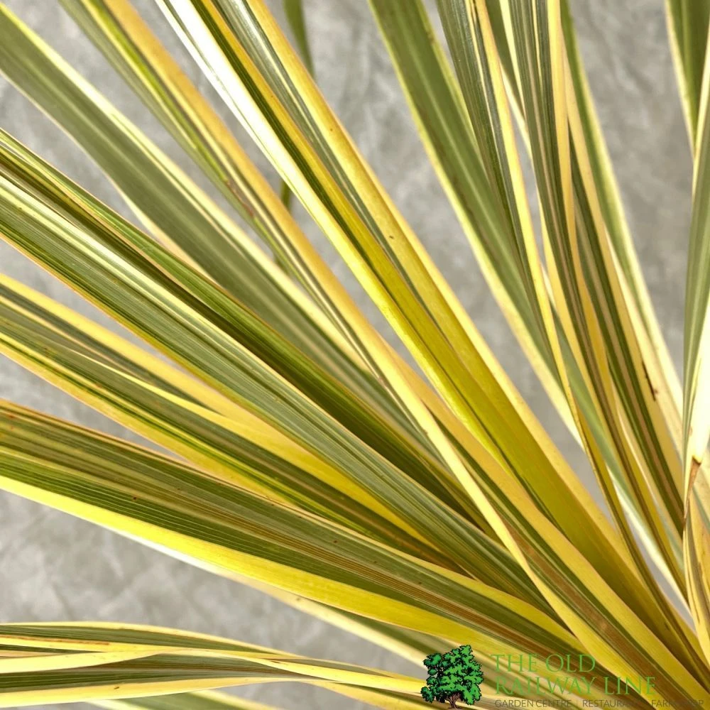 Cordyline Australis 'Torbay Dazzler' 60cm Tall (IT) 2 Cordyline Australis 'Torbay Dazzler' 60cm Tall (IT) - Image 2