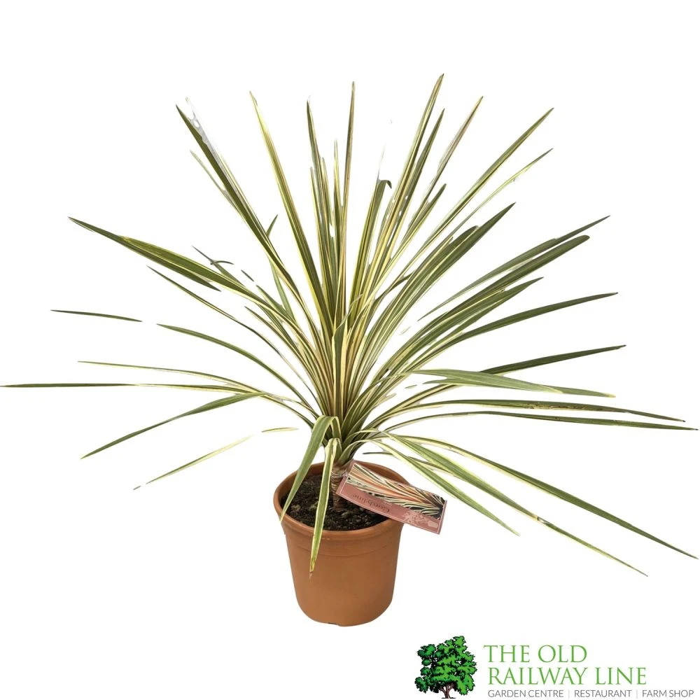 Cordyline Australis 'Torbay Dazzler' 60cm Tall (IT) 1 Cordyline Australis 'Torbay Dazzler' 60cm Tall (IT)