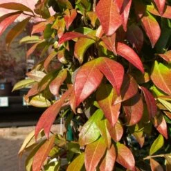 Trachelospermum Jasminoides Arch Trained Jasmine Climber 18Ltr Pot 5 Trachelospermum Jasminoides Arch Trained Jasmine Climber 18Ltr Pot -Outdoor Gardening Shop 5021768019641 2