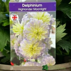 Delphinium 'Moonlight' 3Ltr Pot