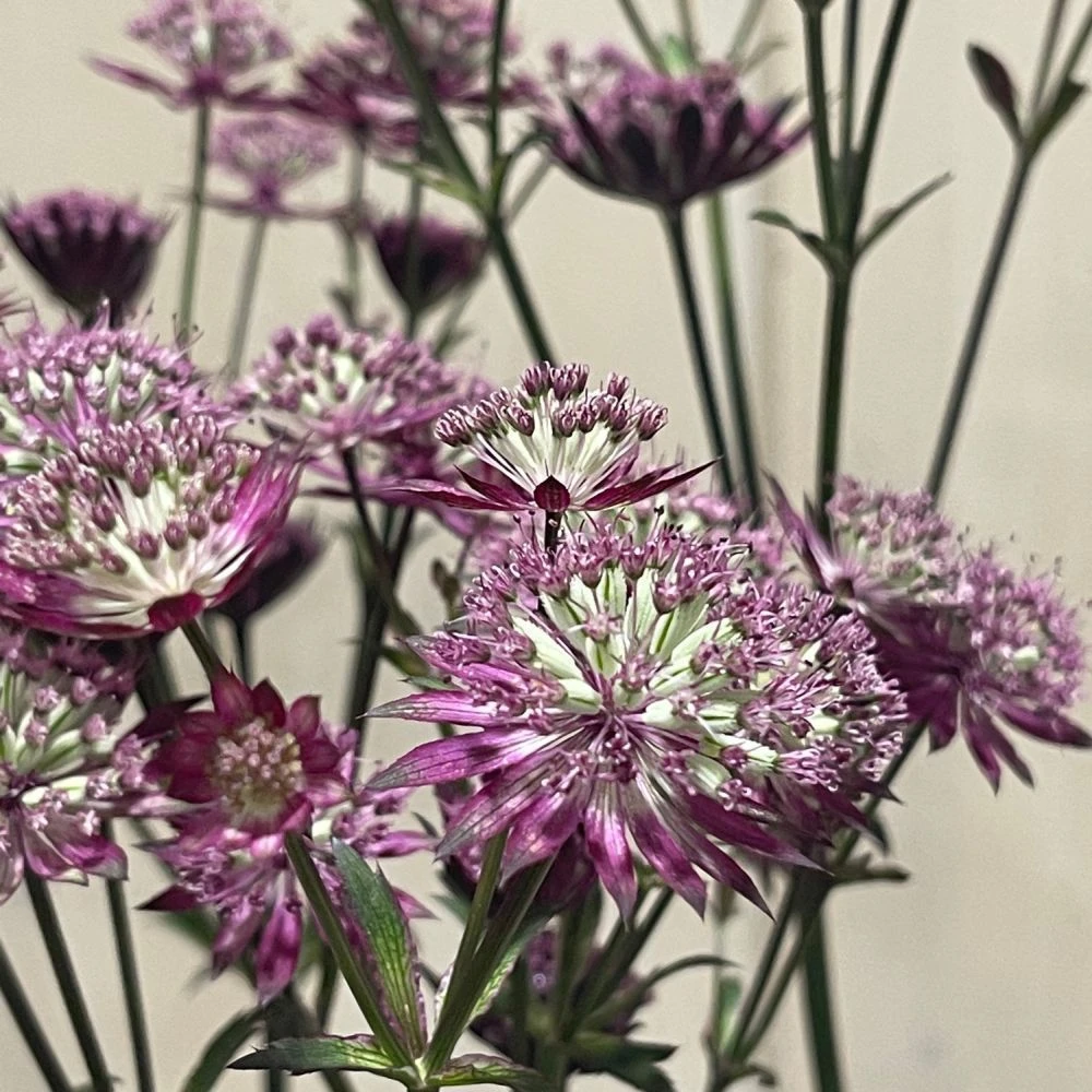 Astrantia 'Star Of Love' Plant 3 Ltr 3 Astrantia 'Star Of Love' Plant 3 Ltr - Image 3