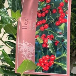 Ilex 'Nellie R.Stevens' Female Holly Bush 10Ltr Pot 5 Ilex 'Nellie R.Stevens' Female Holly Bush 10Ltr Pot -Outdoor Gardening Shop 5021768084373 3