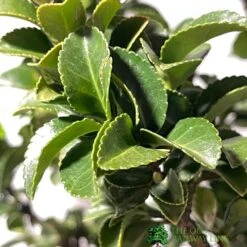 Euonymus Japonicus 'Benkomasaki' 40cm Tall (IT) -Outdoor Gardening Shop 5021768087787 3