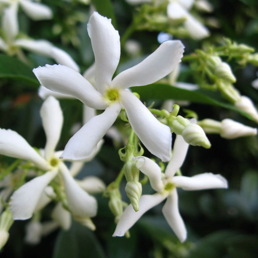 Trachelospermum Jasminoides 'Star Jasmine' Tripod Climber 120cm Tall (IT) 3 Trachelospermum Jasminoides 'Star Jasmine' Tripod Climber 120cm Tall (IT) - Image 3