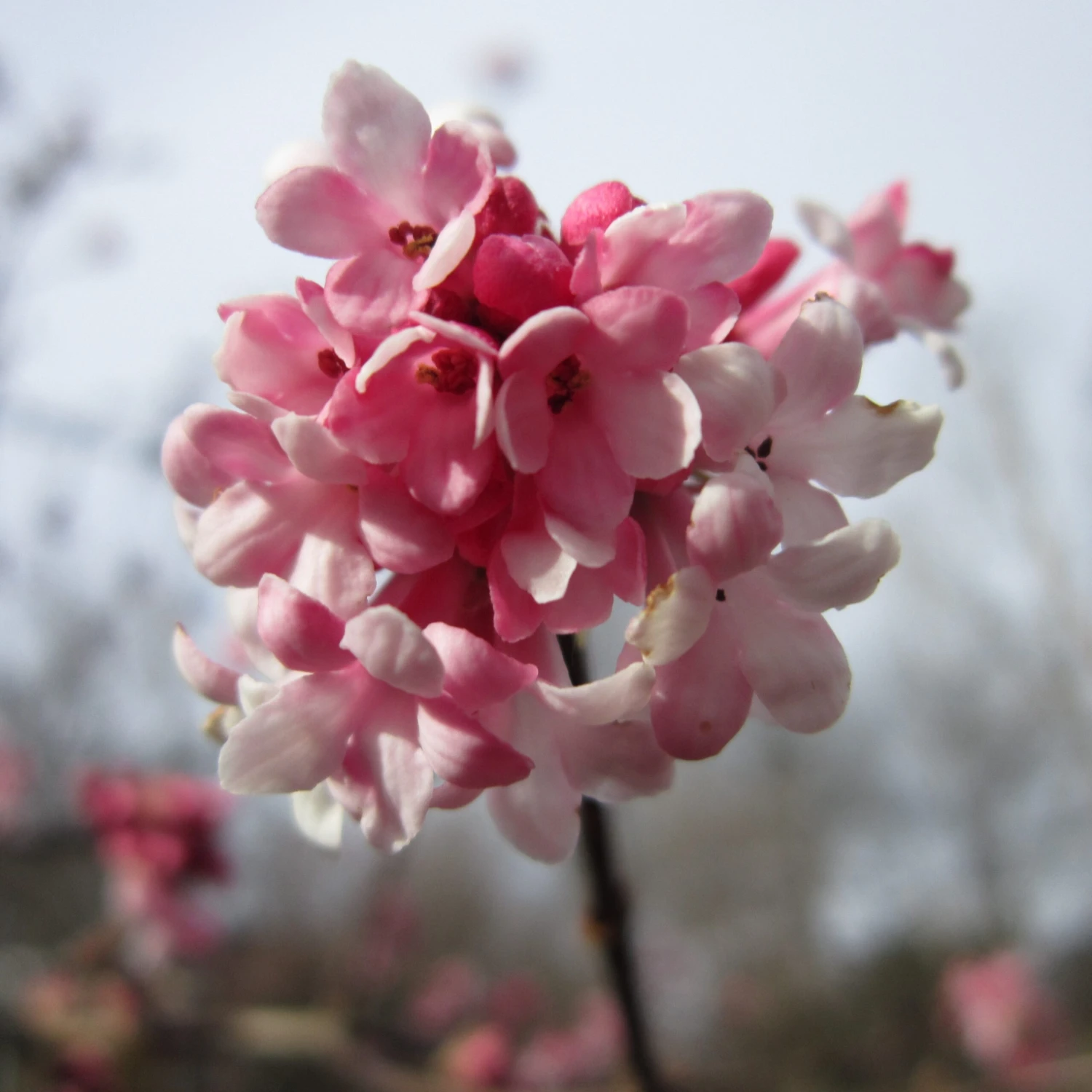 Viburnum Bodnantense 'Dawn' Plant 10Ltr 1 Viburnum Bodnantense 'Dawn' Plant 10Ltr