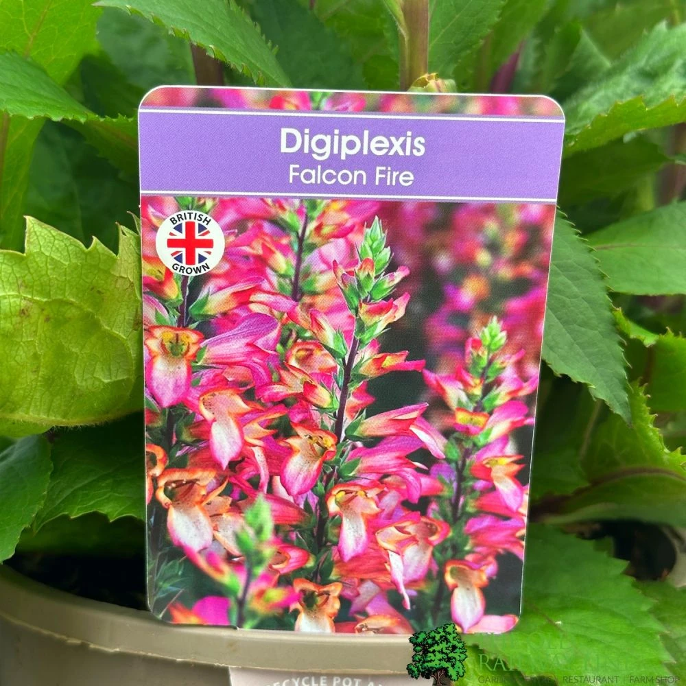 Digiplexis 'Falcon Fire' 3Ltr Pot 1 Digiplexis 'Falcon Fire' 3Ltr Pot