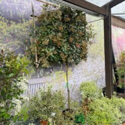 Photinia X Fraseri 'Red Robin' Pleached Form 2m Tall 5 Photinia X Fraseri 'Red Robin' Pleached Form 2m Tall -Outdoor Gardening Shop 5021768148341 3