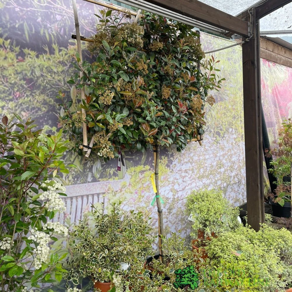 Photinia X Fraseri 'Red Robin' Pleached Form 2m Tall 3 Photinia X Fraseri 'Red Robin' Pleached Form 2m Tall - Image 3