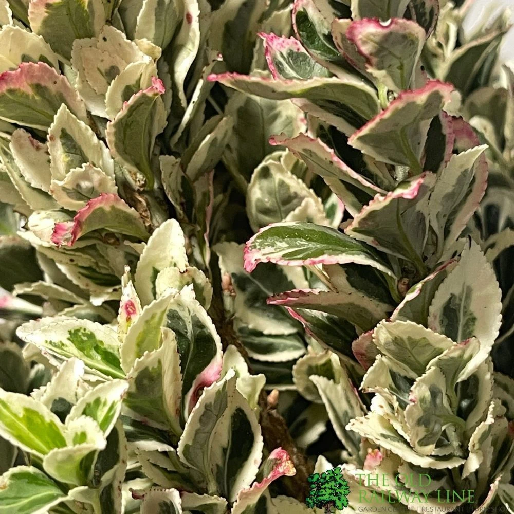 Euonymus Japonicus 'White Spire' Plant 40cm Tall (IT) 2 Euonymus Japonicus 'White Spire' Plant 40cm Tall (IT) - Image 2