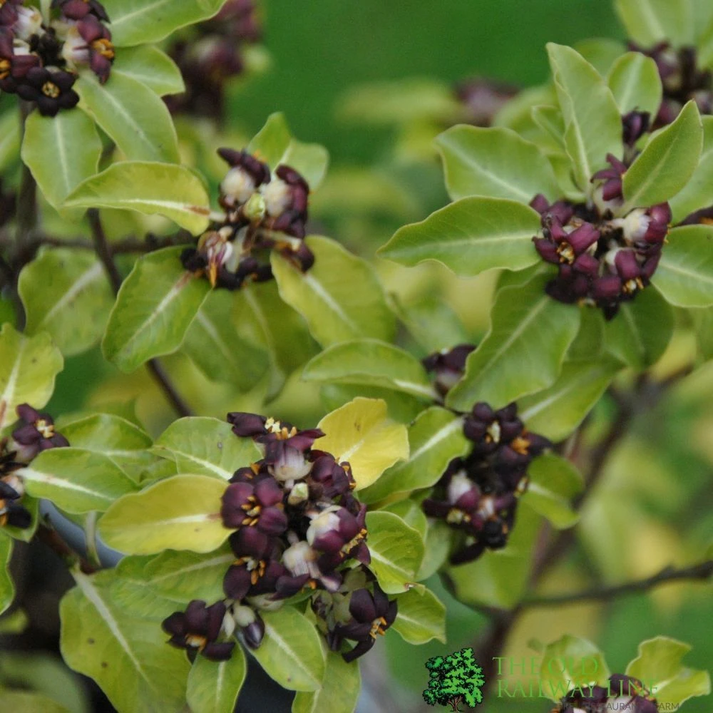 Pittosporum 'Tenuifolium' 3Ltr Pot 1 Pittosporum 'Tenuifolium' 3Ltr Pot