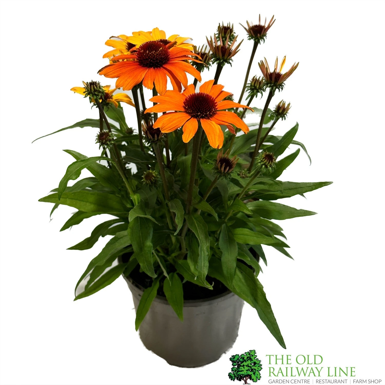 Echinacea 'Sunseekers Clementine' 3Ltr Pot 1 Echinacea 'Sunseekers Clementine' 3Ltr Pot