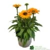 Echinacea 'Sunseekers Mineola' 3Ltr Pot