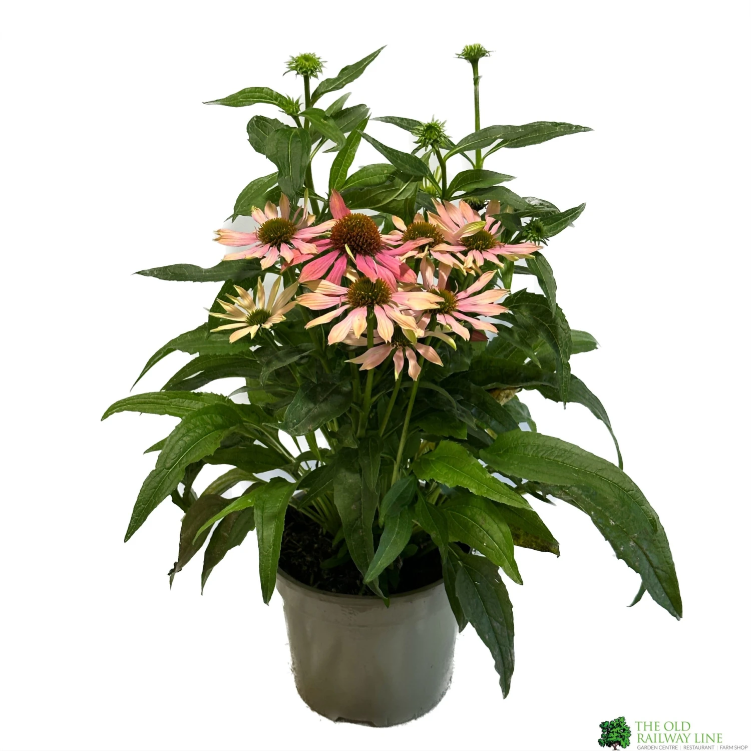 Echinacea 'Pollynation Orange Red' 3Ltr Pot 1 Echinacea 'Pollynation Orange Red' 3Ltr Pot