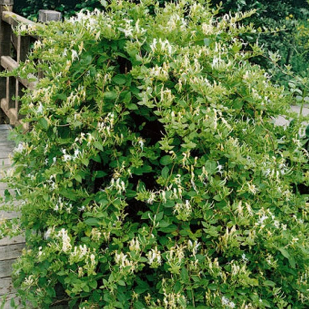 Honeysuckle 'Halls Prolific' Lonicera Japonica Climber 3Ltr Pot 1 Honeysuckle 'Halls Prolific' Lonicera Japonica Climber 3Ltr Pot