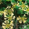Honeysuckle 'Graham Thomas' Lonicera Japonica Climber 3Ltr Pot