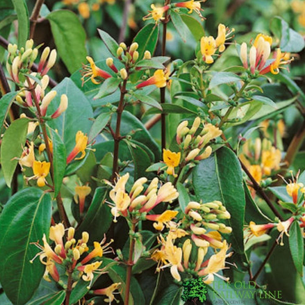 Lonicera Japonica 'Copper Beauty' 3Ltr Pot 1 Lonicera Japonica 'Copper Beauty' 3Ltr Pot