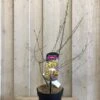 Chimonanthus Praecox 'Wintersweet' Plant 3Ltr Pot (NL)