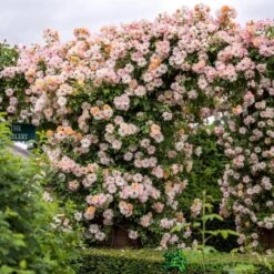 David Austin 'Phyllis Bide'Apricot Pink Rambling Rose 6Ltr Pot
