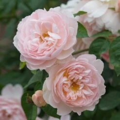 David Austin 'Gentle Hermione' Pink English Rose 6Ltr Pot -Outdoor Gardening Shop 5031825016971 3